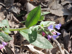 Pulmonaria hirta