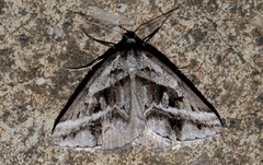 Dichromodes stilbiata