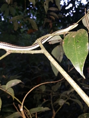 Dendrelaphis