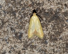 Aeolothapsa malacella