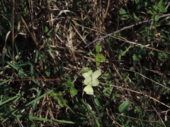 Viola etrusca