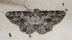 Thallogama nigraria