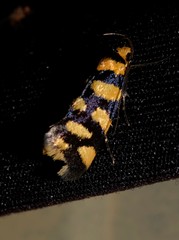 Tanyzancla argutella