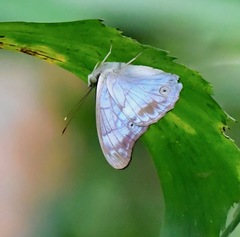 Eulaceura osteria