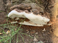 Ganoderma