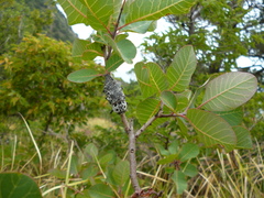 Capnodis cariosa