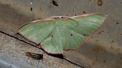 Chlorocoma cadmaria