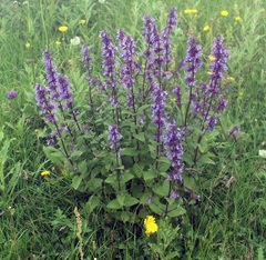 Nepeta grandiflora