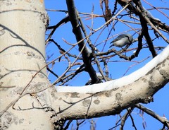 Sitta europaea albifrons