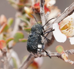 Aporocera scabrosa