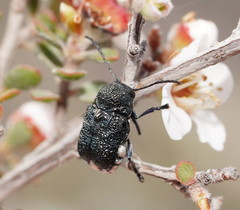 Aporocera scabrosa