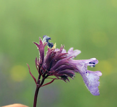 Nepeta grandiflora