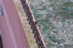 Phoenicurus moussieri