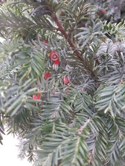 Taxus baccata