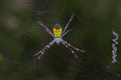 Argiope mangal