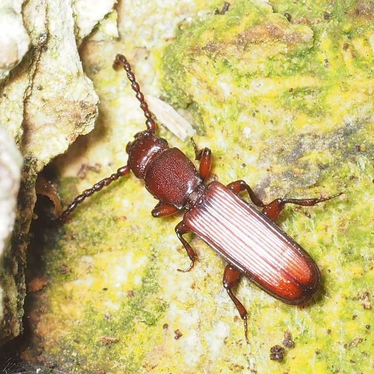 Parasitic Flat Bark Beetles