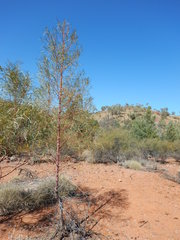 Codonocarpus pyramidalis