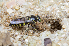 Bembecinus borneanus