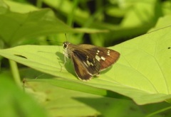 Pelopidas assamensis