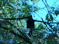 Turdus merula
