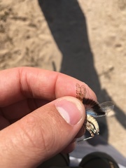 Sphingonotus azurescens