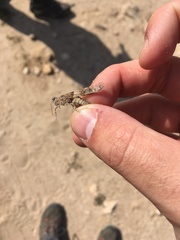 Sphingonotus azurescens