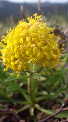 Patrinia sibirica