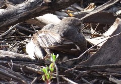 Climacteris picumnus