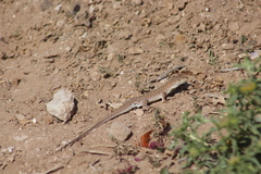 Acanthodactylus margaritae