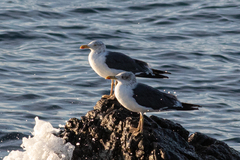Larus fuscus