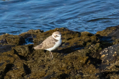 Charadrius alexandrinus
