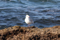 Ichthyaetus melanocephalus