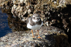 Charadrius hiaticula