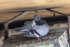 Columba livia domestica