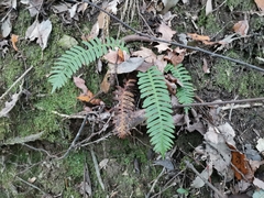 Struthiopteris niponica