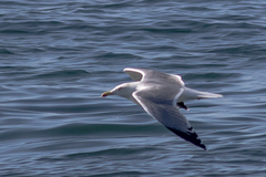 Larus michahellis