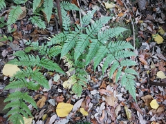 Dryopteris hondoensis