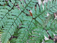 Dryopteris hondoensis