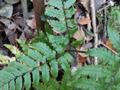 Dryopteris hondoensis