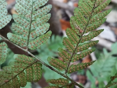 Dryopteris hondoensis