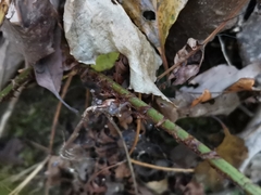 Dryopteris hondoensis