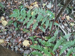 Dryopteris hondoensis