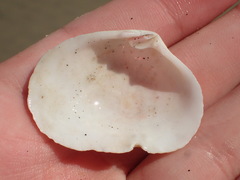 Semelidae