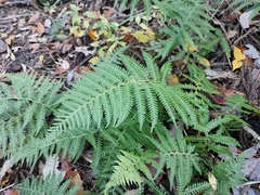 Coryphopteris japonica
