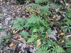 Coryphopteris japonica