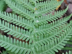 Coryphopteris japonica