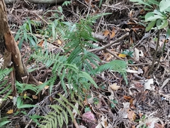 Coryphopteris japonica