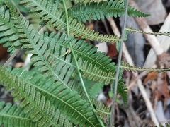 Coryphopteris japonica