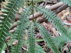 Coryphopteris japonica