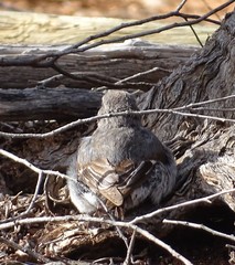 Climacteris picumnus